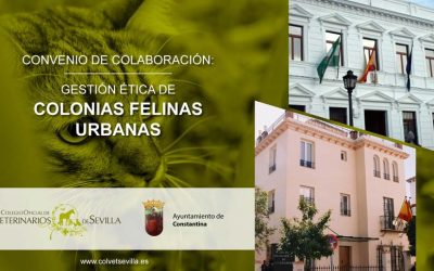 El Ayuntamiento de Constantina amplía su convenio con el ICOVS para la gestión ética de las Colonias Felinas del municipio