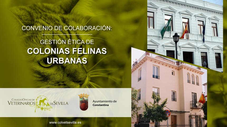 El Ayuntamiento de Constantina amplía su convenio con el ICOVS para la gestión ética de las Colonias Felinas del municipio