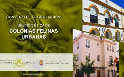 El Ayuntamiento de Las Cabezas de San Juan amplía su convenio con el ICOVS para la gestión ética de las Colonias Felinas del municipio