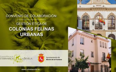 El Ayuntamiento de Morón de la Frontera firma un convenio con el ICOVS para la Gestión ética de Colonias Felinas urbanas