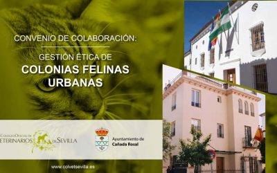 El Ayuntamiento de Cañada Rosal amplía su convenio con el ICOVS para la gestión ética de las Colonias Felinas del municipio