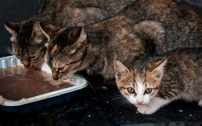 El Colegio de Veterinarios de Sevilla visita Gines para informar sobre el control de colonias felinas y la implementación de un protocolo propio para su gestión