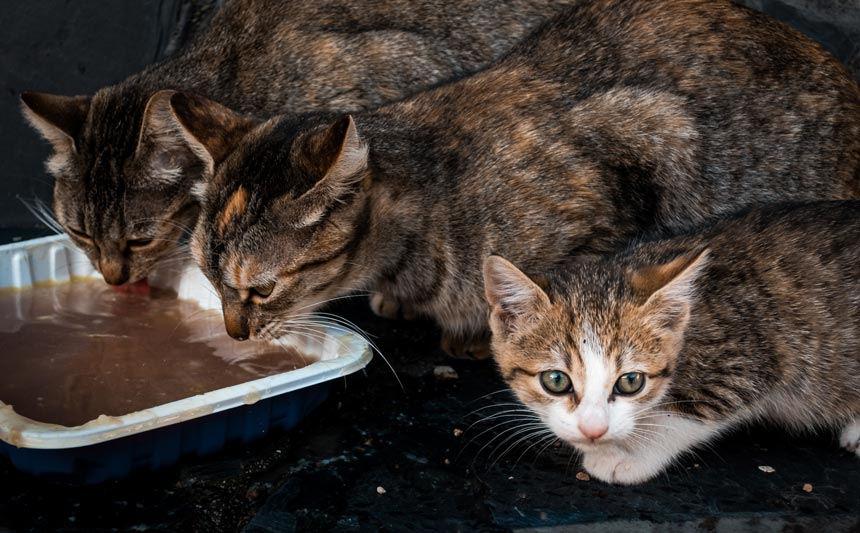 El Colegio de Veterinarios de Sevilla visita Gines para informar sobre el control de colonias felinas y la implementación de un protocolo propio para su gestión