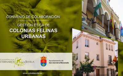 El Ayuntamiento de La Rinconada amplía su convenio con el ICOVS para la gestión ética de las Colonias Felinas del municipio