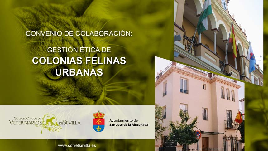 El Ayuntamiento de La Rinconada amplía su convenio con el ICOVS para la gestión ética de las Colonias Felinas del municipio