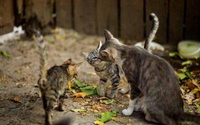 Celebrada la tercera sesión online del Grupo de Trabajo de Medicina Felina de colegiados en el ICOV de Sevilla