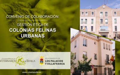 El Ayuntamiento de Los Palacios y Villafranca amplía el convenio con el ICOVS para la Gestión de Colonias Felinas