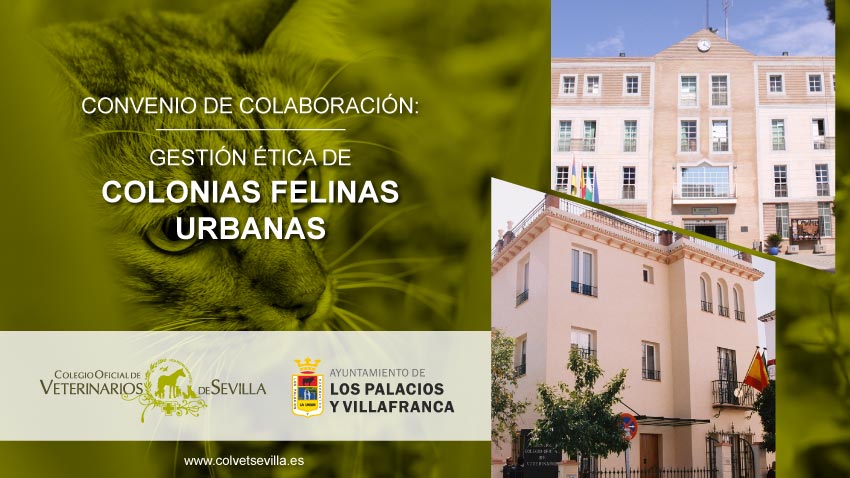 El Ayuntamiento de Los Palacios y Villafranca amplía el convenio con el ICOVS para la Gestión de Colonias Felinas