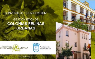 El Ayuntamiento de Coria del Río amplía su convenio con el ICOVS para la gestión ética de las Colonias Felinas del municipio