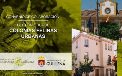 El Ayuntamiento de Guillena firma un convenio con el ICOVS para la Gestión ética de Colonias Felinas urbanas