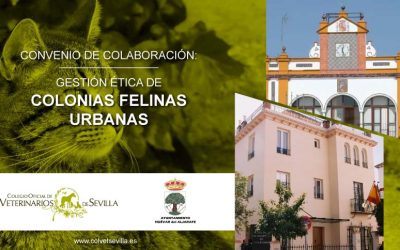 El Ayuntamiento de Huévar del Aljarafe amplía su convenio con el ICOVS para la gestión ética de las Colonias Felinas del municipio