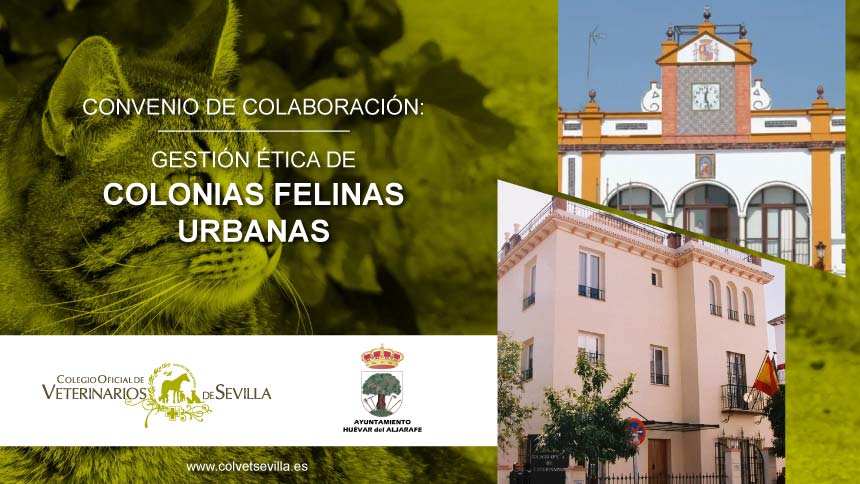 El Ayuntamiento de Huévar del Aljarafe amplía su convenio con el ICOVS para la gestión ética de las Colonias Felinas del municipio