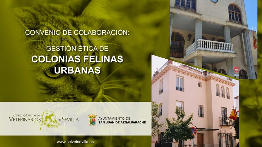 San Juan de Aznalfarache amplía su convenio con el ICOVS para la gestión ética de las Colonias Felinas del municipio