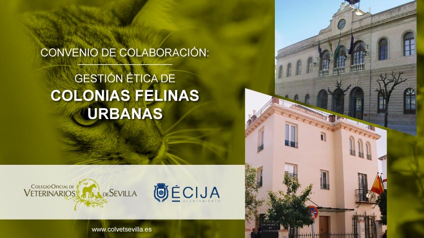 El Ayuntamiento de Écija firma un convenio con el ICOVS para la Gestión ética de Colonias Felinas urbanas