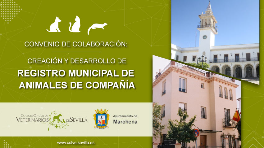 El Ayuntamiento de Marchena renueva su convenio con el Colegio de Veterinarios de Sevilla para la identificación de animales de compañía