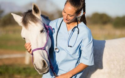 Alrededor de 300 veterinarios asistieron al curso de “Acceso y actualización en Identificación Equina”