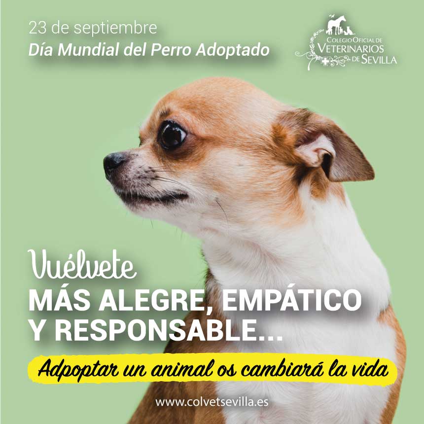 “vuélvete” La Nueva Campaña Del Colegio De Veterinarios De Sevilla