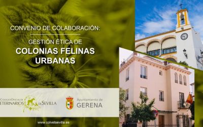 El Ayuntamiento de Gerena amplía su convenio con el ICOVS para la gestión ética de las Colonias Felinas del municipio