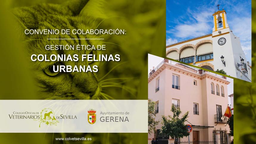 El Ayuntamiento de Gerena amplía su convenio con el ICOVS para la gestión ética de las Colonias Felinas del municipio