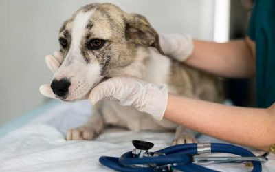 Seis meses de prisión para una peluquera canina que ejercía como Veterinaria, sin título, en Sanlúcar la Mayor