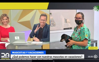 Hablamos en “Despierta Andalucía”, de Canal Sur Televisión, de la importancia de las mascotas durante la pandemia y cómo planificar las vacaciones de verano con animales de compañía