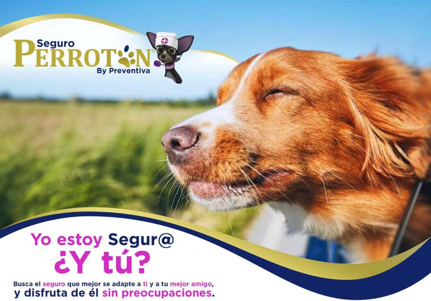 Seguro Perrotón by Preventiva